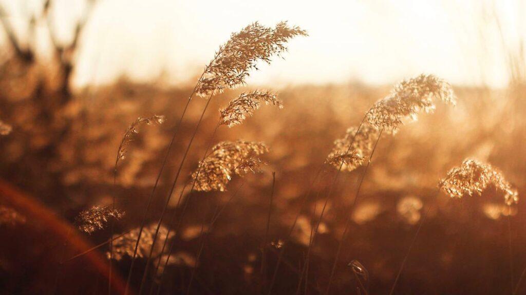 You Shall Reap What You Sow The Bible Daily Network you-shall-reap-what-you-sow-the-bible-daily-network