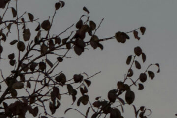 FI - Being Patient Is Better Than Conquering Cities - New