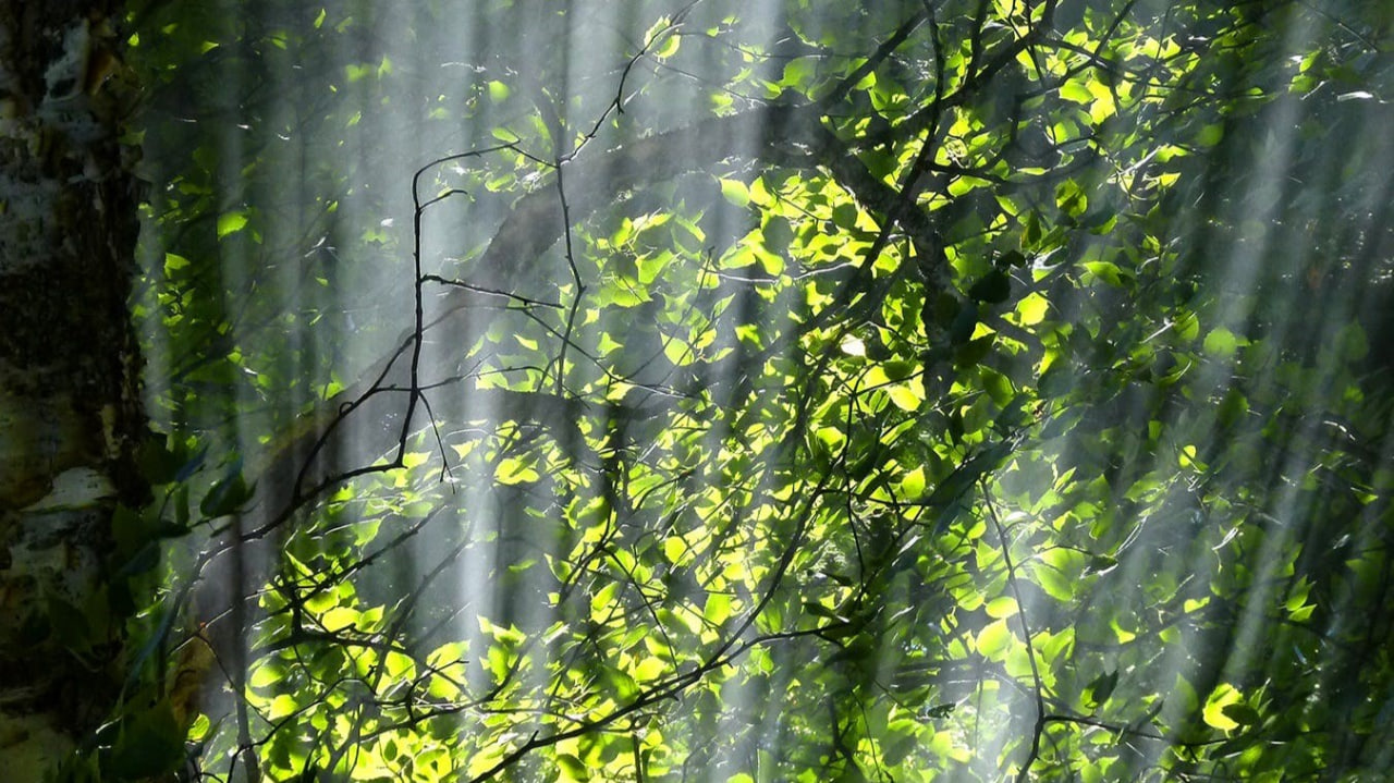 FI - The Gentiles Shall Come to Your Light