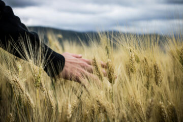 FI - You Can Reap What You Have Not Worked for