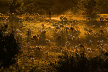 FI - Acknowledge Your Shepherd in the Lord