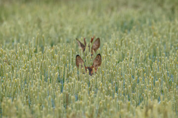 FI - Watch Out that No One Deceives You