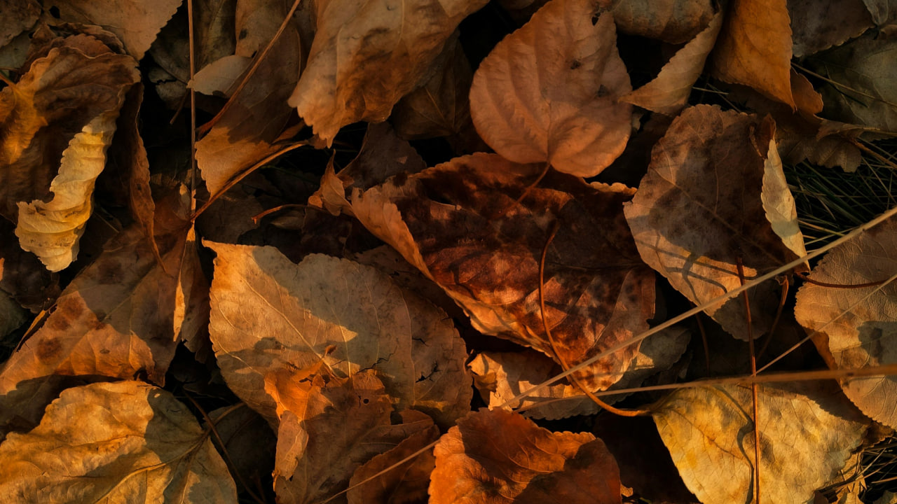 FI - Do Not Give What Is Holy to Dogs