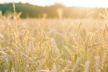 FI - God Will Never Forsake His Faithful Ones