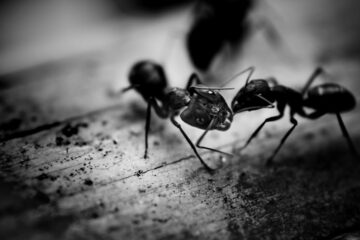 FI - Gather Enough Harvest While They Are Available