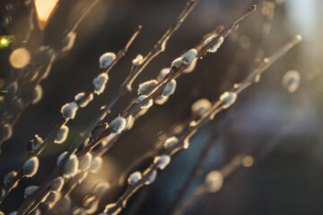 FI - Never Let Go of Your Belief in Jesus' Resurrection