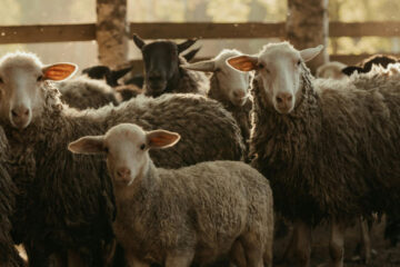 FI - The Good Shepherd Lays Down His Life for the Sheep