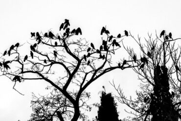 FI - Let How God Feed the Ravens Teach You About His Provision