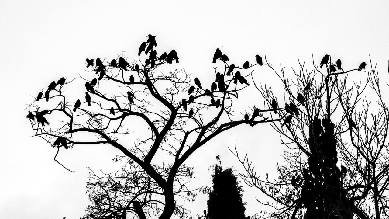 FI - Let How God Feed the Ravens Teach You About His Provision