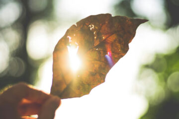 FI - The Light of the Righteous Shines Brightly