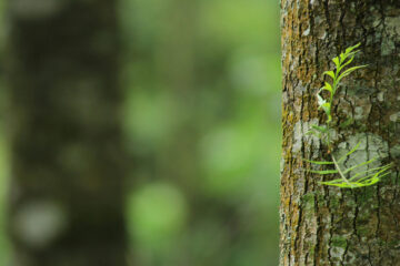 FI - A Tree is Recognized by Its Fruit