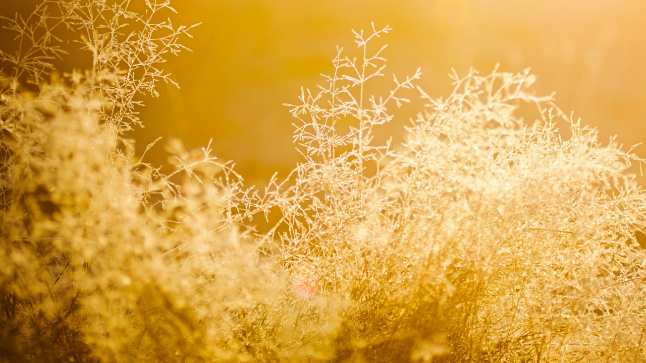 FI - The Deception of Following After Worldliness