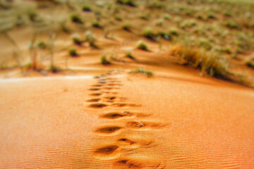 FI - Your Steps Are Directed by the Lord