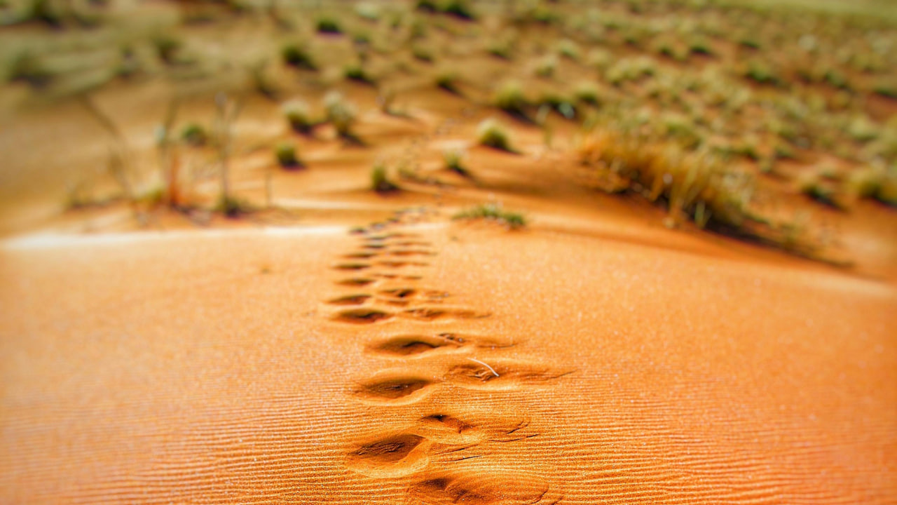 FI - Your Steps Are Directed by the Lord